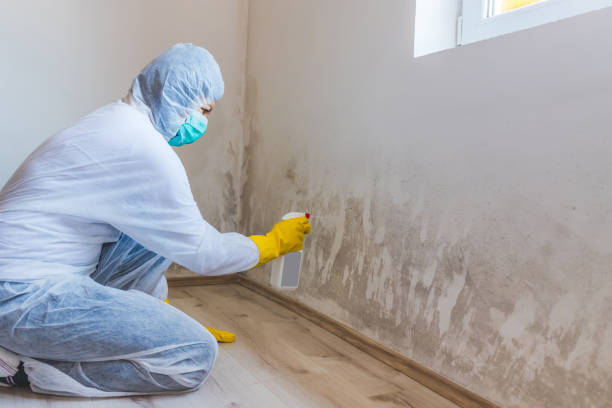 Licensed Commercial Mold Remediation service in Caldwell, NJ - WQB Mold Removal